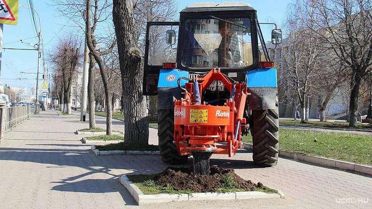 В Орле на месте пней высадят трехметровые липы и рябины