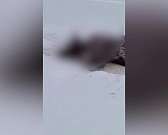 Два браконьера из Брянска застрелили орловских зубров