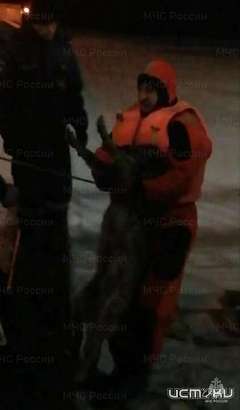 В Орле в Оке едва не утонула собака