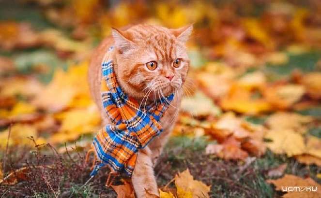 Ниже климатической нормы: в понедельник в Орле будет холодно