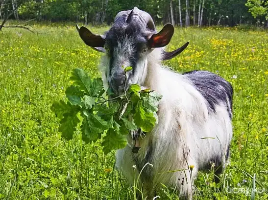 Северный районный суд Орла рассмотрел гражданское дело о порче урожая, который съели козы