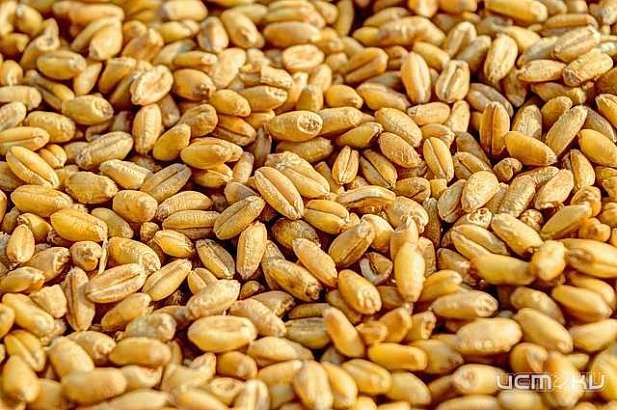 Орловское предприятие отгрузило в соседний регион заражённое зерно