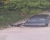 В Северном районе Орла стая собак нанесла серьёзный ущерб иномарке