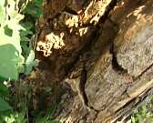 Жильцы второго дома по улице Степана Разина пребывают в страхе. На крышу их жилища может рухнуть дерево