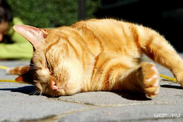 Вторник в Орле вновь будет жарким и сухим