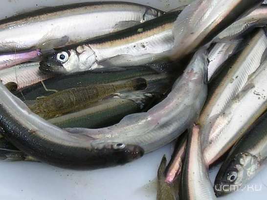 В Долгом торговали продукцией без маркировок, даты выработки и сроков годности  В Долгом торговали продукцией без маркировок, даты выработки и сроков годности