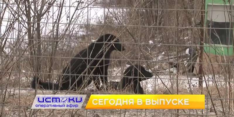 Сотрудники школы против бродячих собак, «Портрет с автографом» — сегодня в программе «Оперативный эфир»