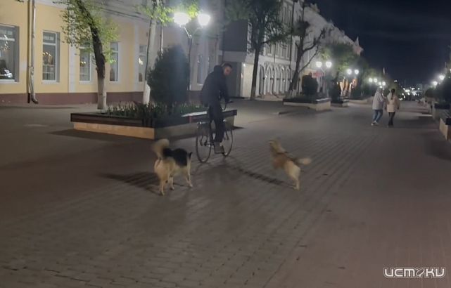 Бродячие псы захватили центр Орла