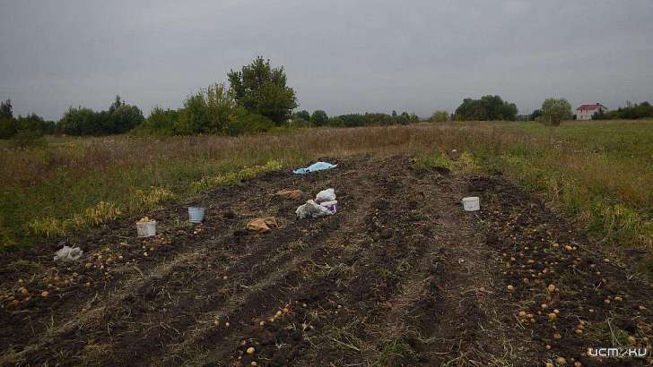 Орловчанин зарезал бабушку на уборке картошки