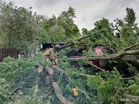 В Орле из-за ветра упали 40 деревьев