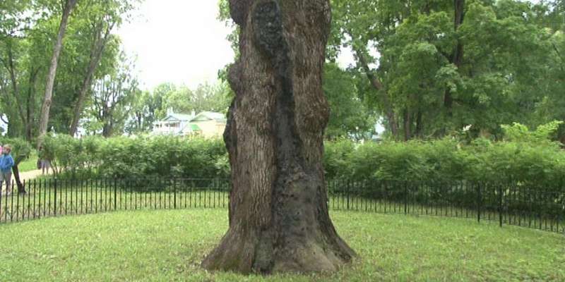 Столичные эксперты обследуют знаменитый дуб в Спасском