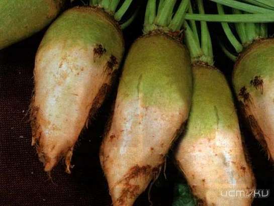 Жители Орловской области украли с поля 8 тонн сахарной свеклы