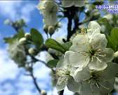 Депутаты, чиновники и строители в очередной раз обсуждали Дворянку,