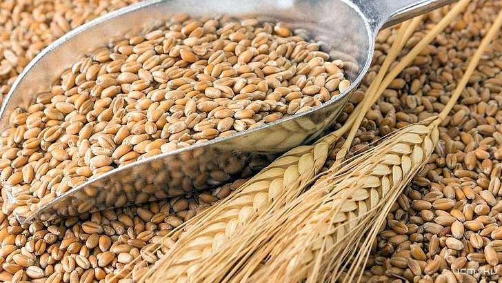 Экспорт 400 тыс. тон зерна проконтролировали Орловский и Курский Россельхознадзор