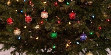 Жители Орла могут сдать новогодние елки на переработку