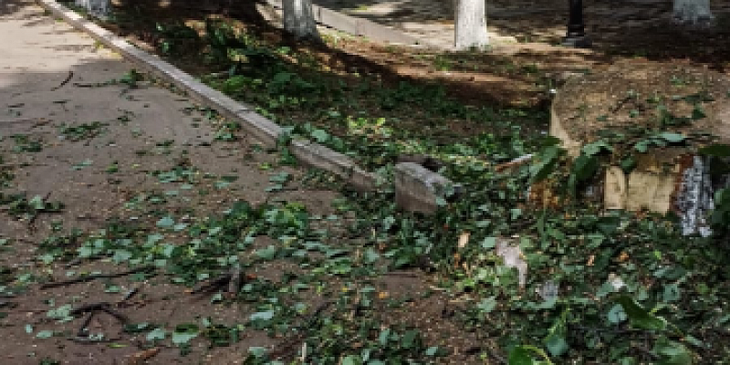 спил деревьев сквер бунина Мэрия прокомментировала спил деревьев в сквере Бунина