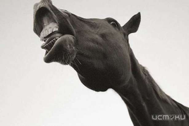 ДТП во Мценске: машина напугала лошадь, после чего та опрокинула наездницу и пассажирку