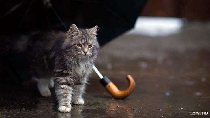 В Орел вновь вернулись дожди и прохладная погода