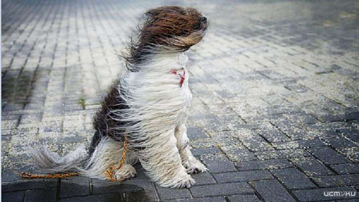 Метеопредупреждение: на Орловщину обрушится порывистый ветер 