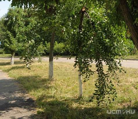 Вишня, ценой сломанных деревьев