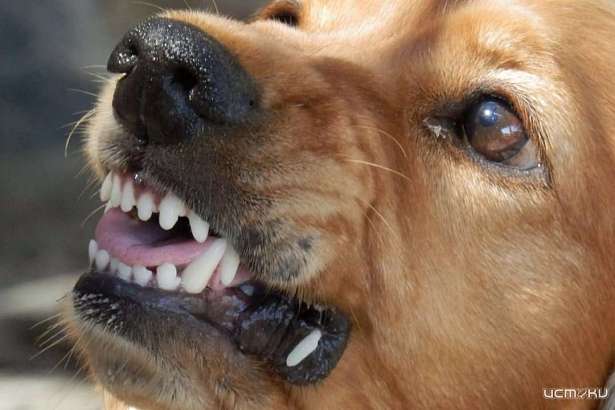 Принятые законы связывают орловским чиновникам руки в плане защиты человека от агрессивных собак и стай. В Госдуме предложили ввести штрафы для тех, кто выбрасывает на улицу домашних животных