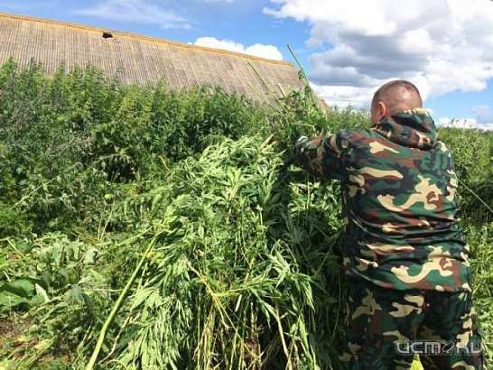 Во Мценском районе полицейские нашли плантацию конопли