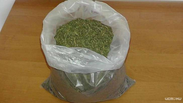 Орловчанину не удалось покурить дикую коноплю 