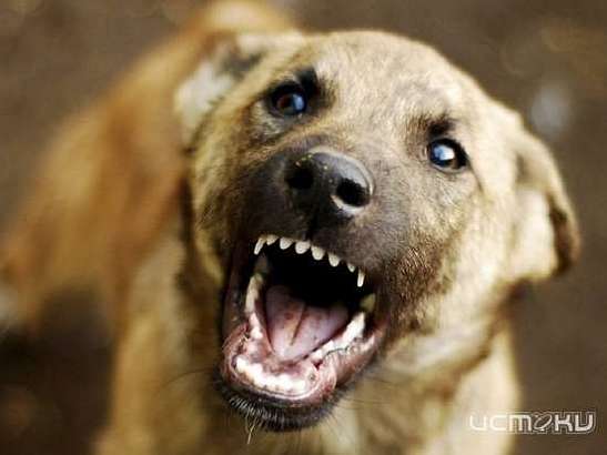 Орловчанам напомнили, как оставить заявку на отлов агрессивных псов