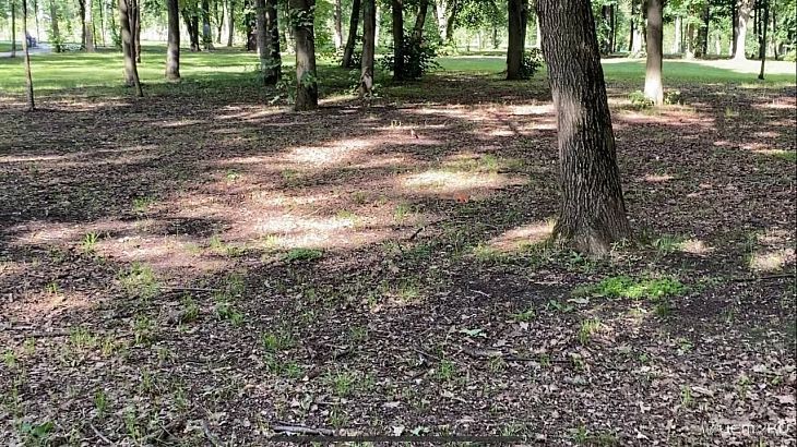 Белки обживают в Орле парк Победы. Кого только не встретишь на дорожках и вне их