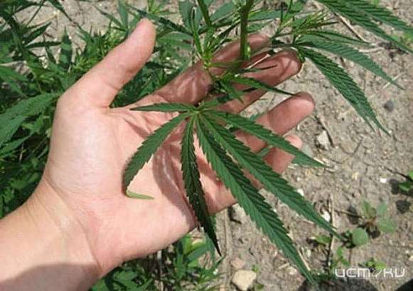 Орловчанин собрал дикую марихуану и попал под следствие 