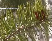 Новости за 90 секунд: охота вместо перевозок, клещи проснулись, ураган повалил рекламный щит