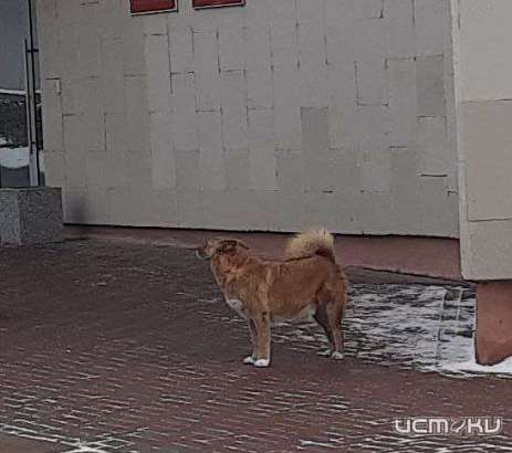 В Орле отловили более 400 бродячих псов. Но они снова оказались на улице