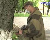 Прогнать «каштановую чуму»: в Орле объявили войну минирующей моли