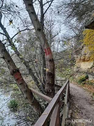 Орловскую прокуратуру озадачили странные метки на деревьях в районе Дворянки