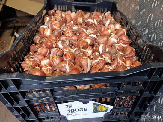 Разворот на Михалицына в Орле украсят 30 тысяч тюльпанов