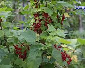 Смородина — это не только вкусная, но и полезная ягода