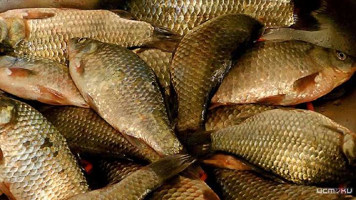 Орловчанин рыбачил возле ТЭЦ и заработал штраф