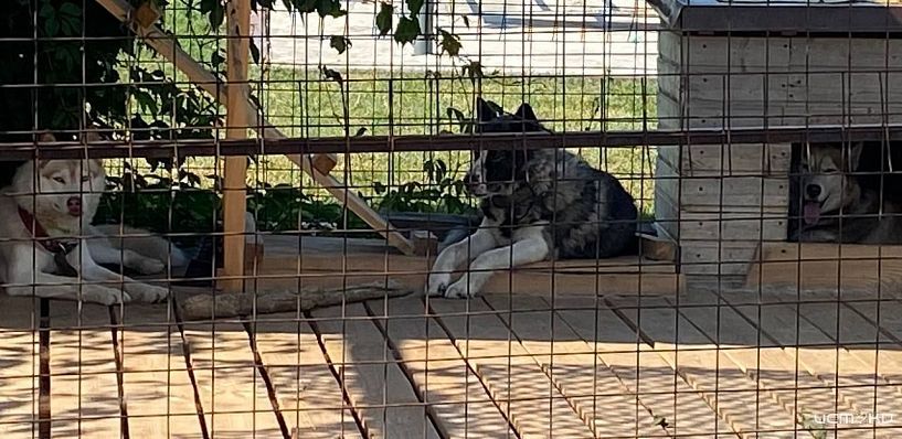 Собак на Орловщине скоро могут обязать содержать по правилам. Иначе владельцам выпишут штрафы.