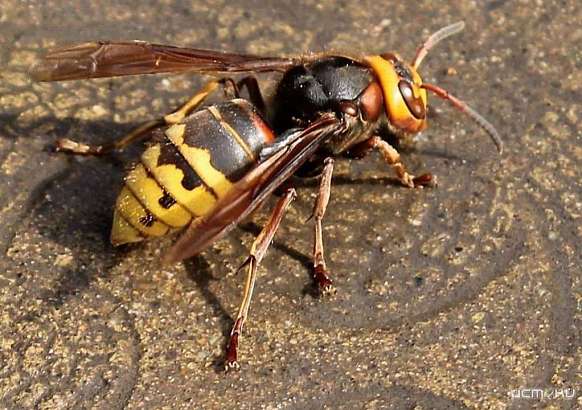 Шершни перепугали орловчан