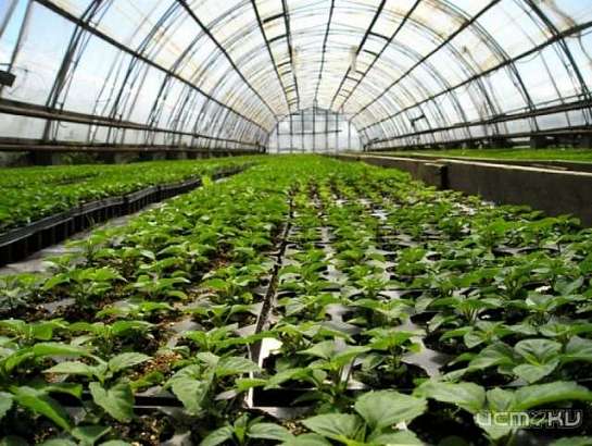 Москвичи планируют вложить 3 млрд рублей в теплицы в Орловской области