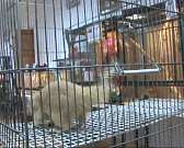 На выставке «Мир на ладошке» орловчане увидят самых маленьких животных планеты