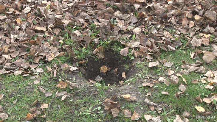 Ночью в Орле неизвестные выкопали саженцы туи в сквере Семьи 