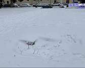 Тихий сквер Маяковского стал предметом юридических баталий. Орловские общественники опасаются, что место для отдыха превратится в очередную торговую п...