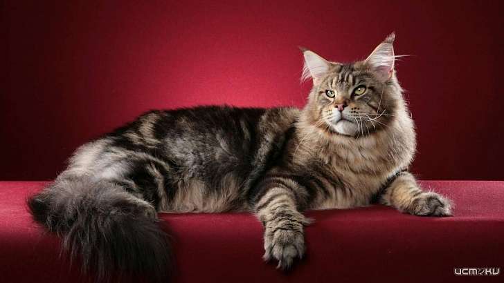 Супруги из Орла продавали зараженных чумкой котят под видом породистых