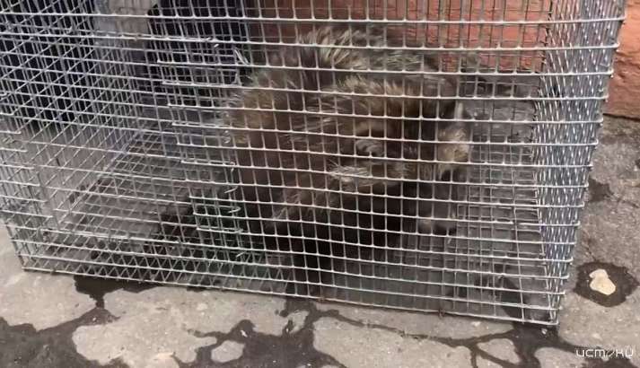 В центре Орла обнаружили енота