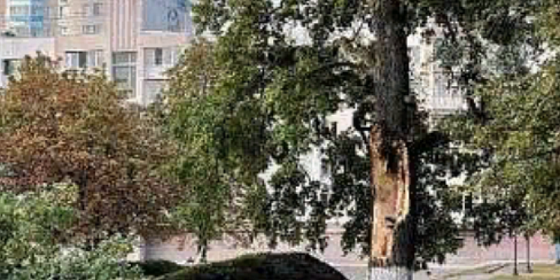 Работы по сохранению исторического дерева на Бульваре Победы не ведутся, происходит как раз обратно