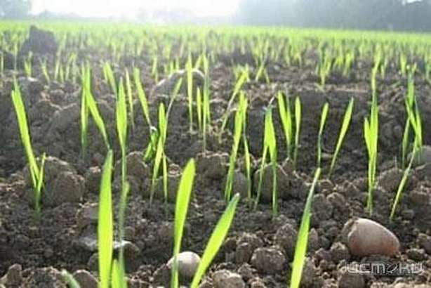 На Орловщине посеяли то, что нельзя