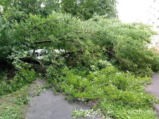 В Орле деревья снова не выдерживают буйства стихии
