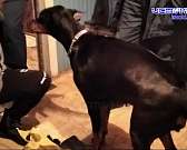 Сотрудники орловского управления МЧС спасли от верной гибели мужчину и его собаку