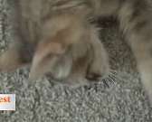 Кооператив "Бест Вей" глазами его основателя - Роман Василенко в программе "От первого лица"